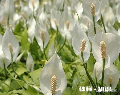 白掌光长根不长叶子，也不开花怎么办