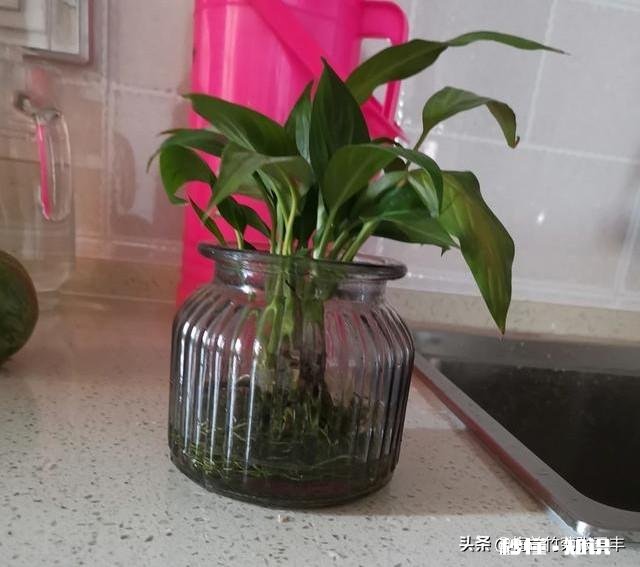 白掌光长根不长叶子，也不开花怎么办