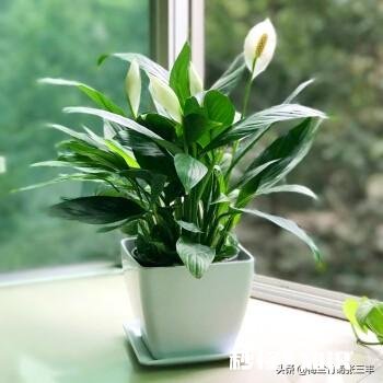 白掌光长根不长叶子，也不开花怎么办