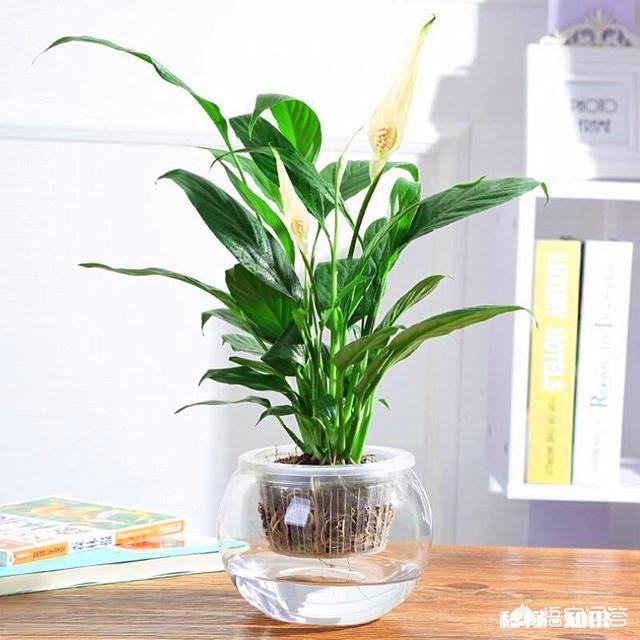 白掌光长根不长叶子，也不开花怎么办