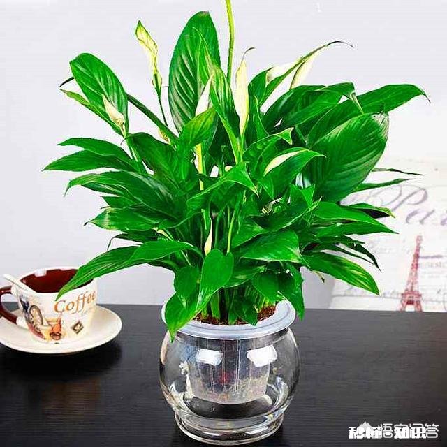 白掌光长根不长叶子，也不开花怎么办