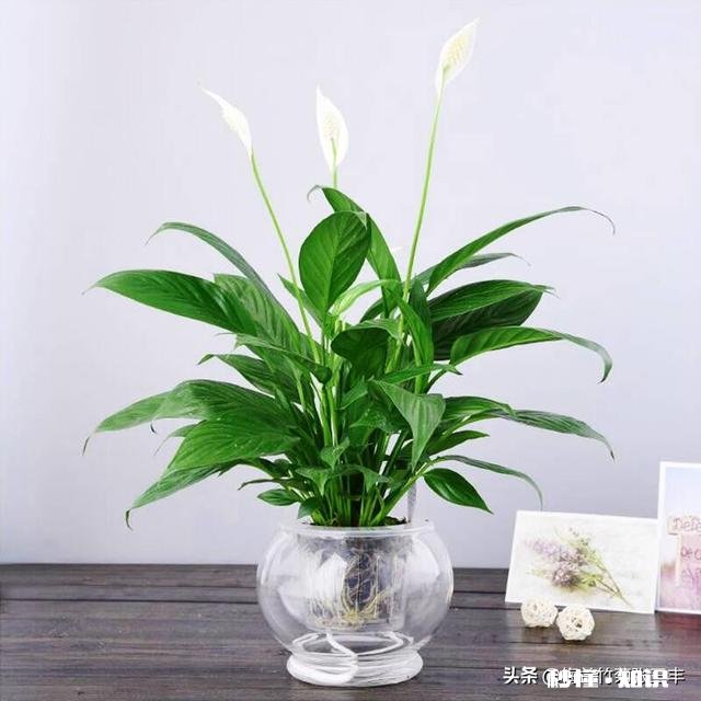 白掌光长根不长叶子，也不开花怎么办