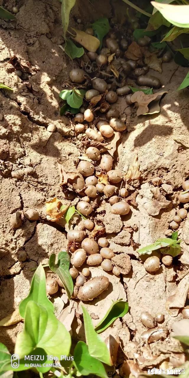 铁棍山药什么季节会长出来