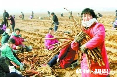 铁棍山药什么季节会长出来