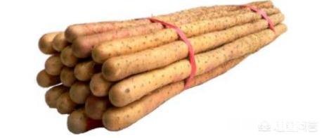 铁棍山药什么季节会长出来