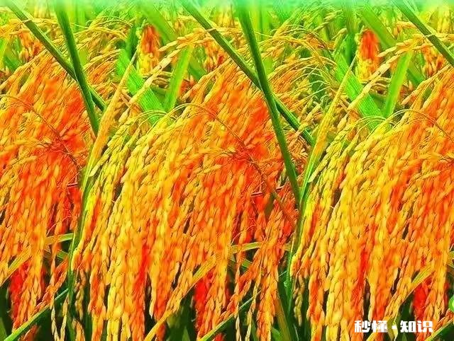 袁隆平长得像农民，那他出生于农民家庭吗出身如何