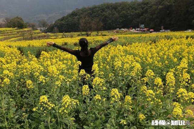 黄色花海穿什么颜色衣服好看