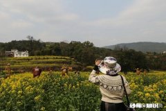 黄色花海穿什么颜色衣服好看