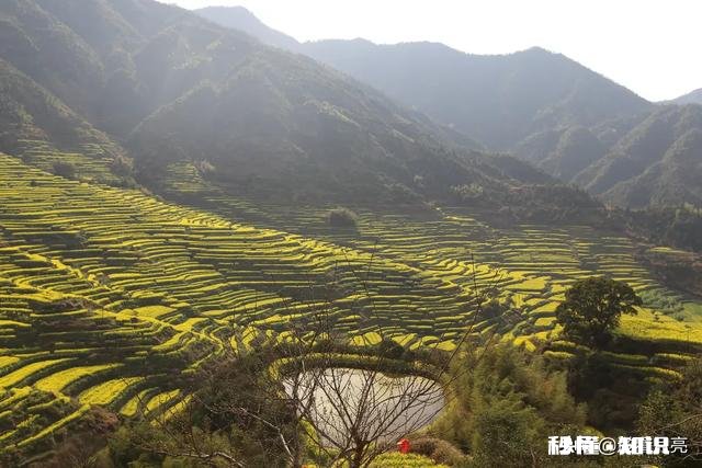 黄色花海穿什么颜色衣服好看