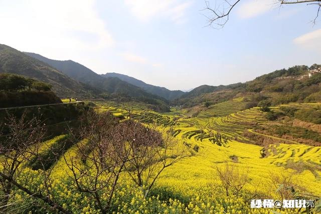 黄色花海穿什么颜色衣服好看