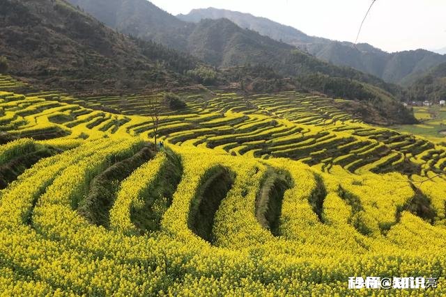 黄色花海穿什么颜色衣服好看