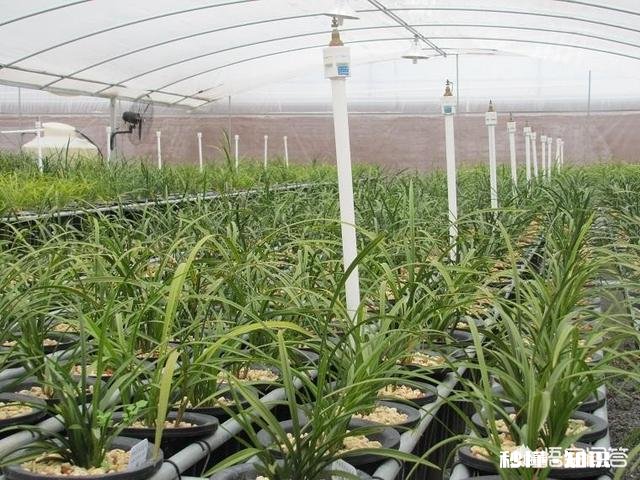 现在好多兰苑都建的有小温室棚，到底有没有必要以后拿到自然环境下能不能种活