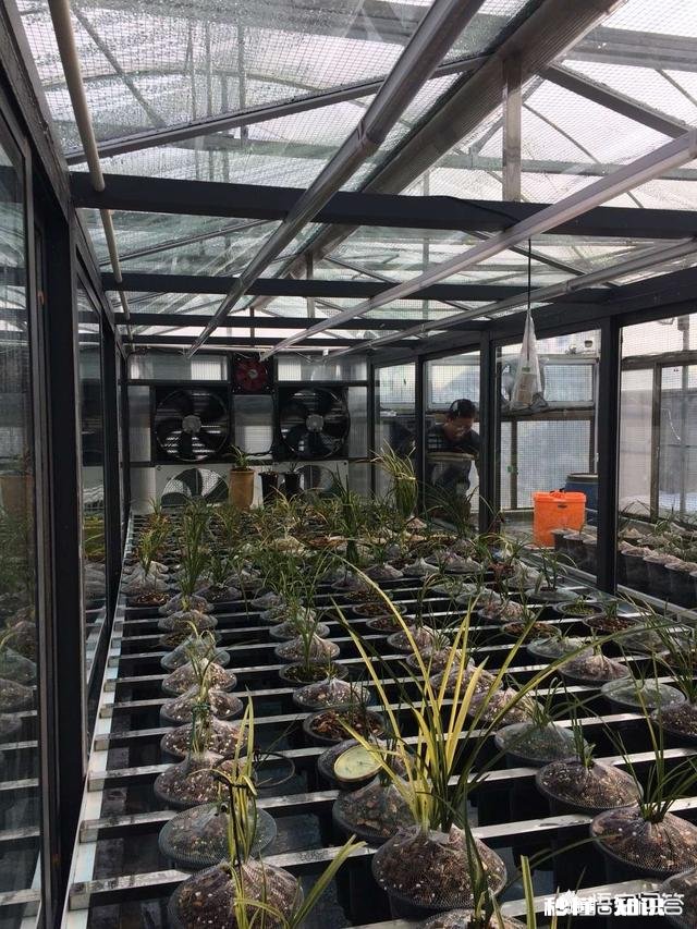现在好多兰苑都建的有小温室棚，到底有没有必要以后拿到自然环境下能不能种活