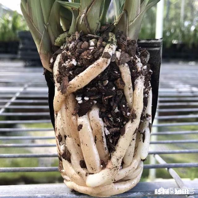 现在好多兰苑都建的有小温室棚，到底有没有必要以后拿到自然环境下能不能种活