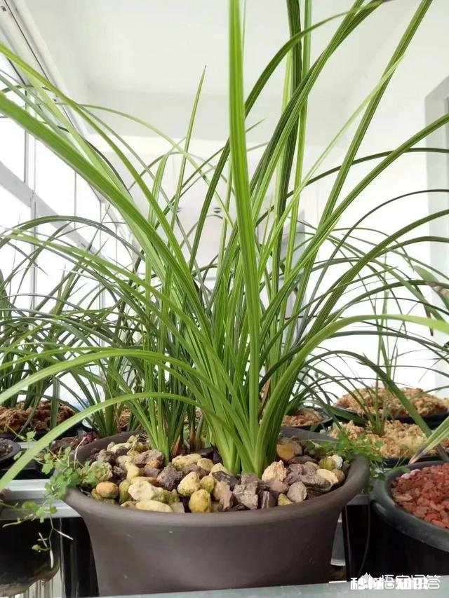 现在好多兰苑都建的有小温室棚，到底有没有必要以后拿到自然环境下能不能种活