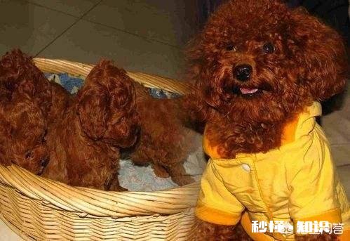 泰迪感冒不吃东西，狗狗感冒不吃饭怎么办