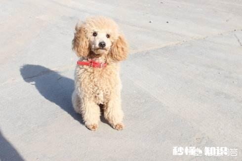 泰迪感冒不吃东西，狗狗感冒不吃饭怎么办