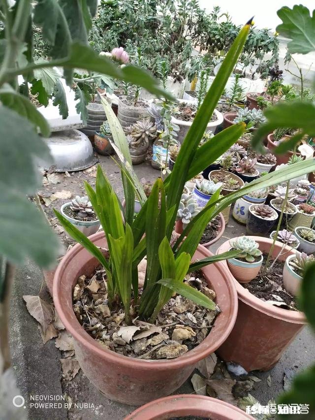 兰花在花期可以晒太阳吗需要注意什么