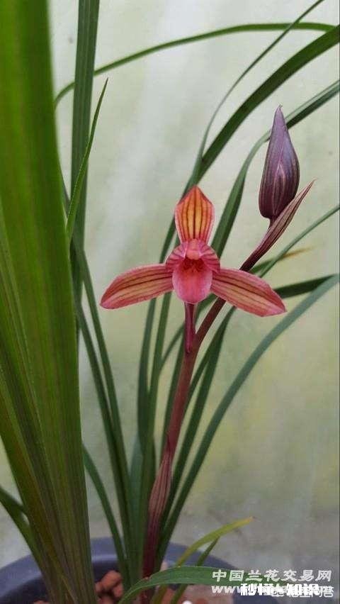 兰花在花期可以晒太阳吗需要注意什么