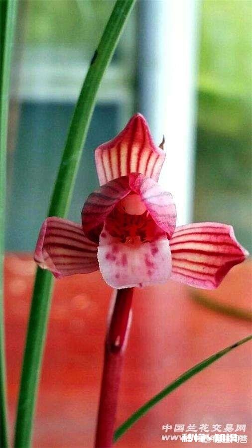 兰花在花期可以晒太阳吗需要注意什么