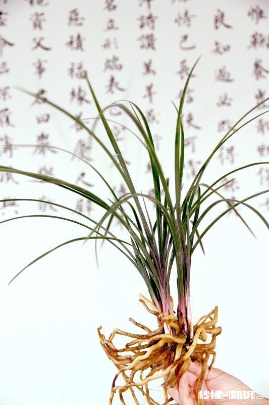 兰花在花期可以晒太阳吗需要注意什么