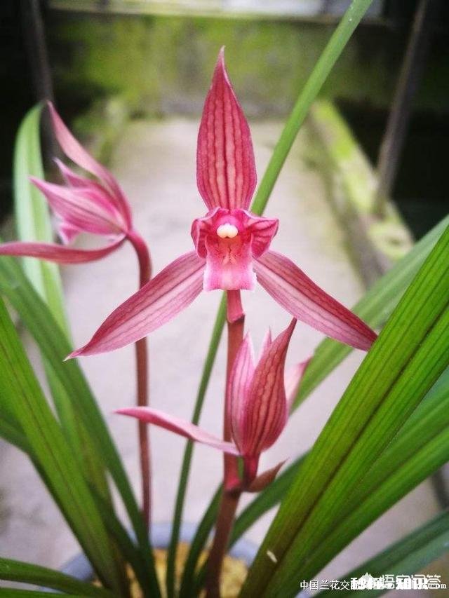 兰花在花期可以晒太阳吗需要注意什么