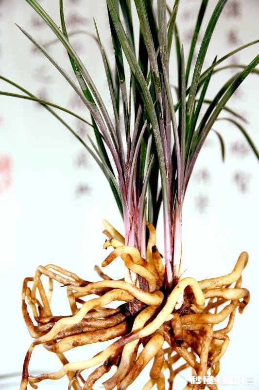 兰花在花期可以晒太阳吗需要注意什么