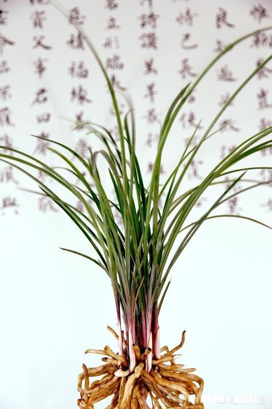 兰花在花期可以晒太阳吗需要注意什么