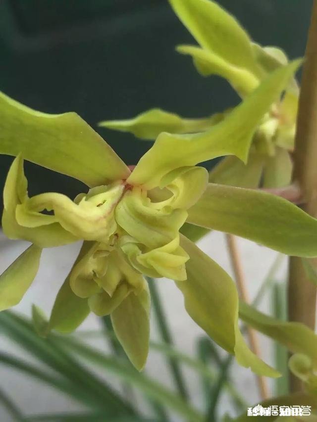 兰花在花期可以晒太阳吗需要注意什么