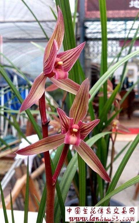 兰花在花期可以晒太阳吗需要注意什么