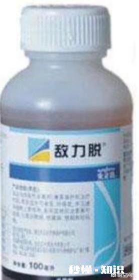 地栽茶花叶子发黄是怎么回事