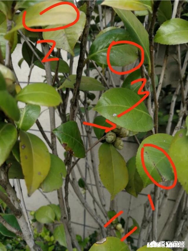 地栽茶花叶子发黄是怎么回事