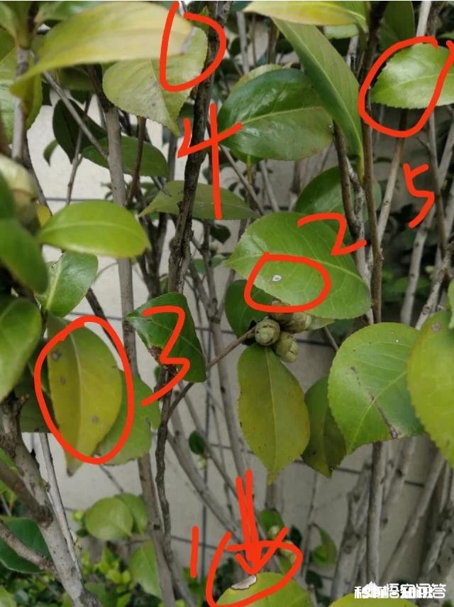 地栽茶花叶子发黄是怎么回事