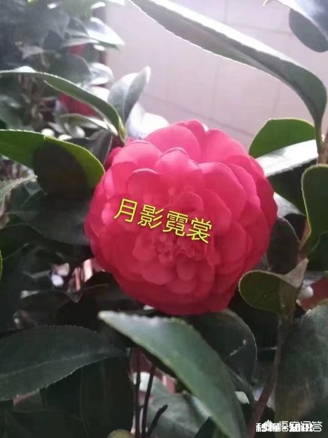 地栽茶花叶子发黄是怎么回事