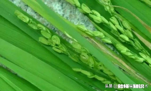 禾苗生长的规律是什么