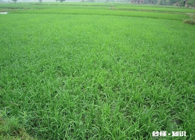 禾苗生长的规律是什么