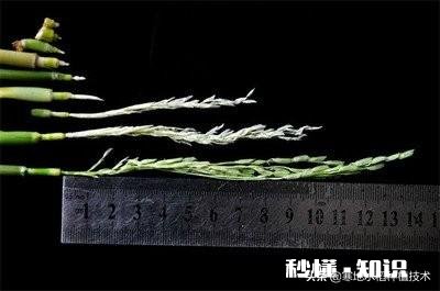 禾苗生长的规律是什么