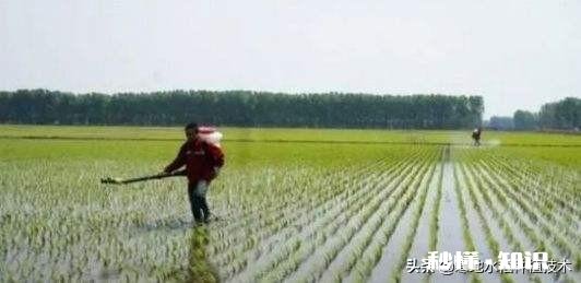 禾苗生长的规律是什么