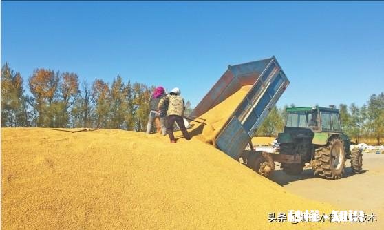 禾苗生长的规律是什么