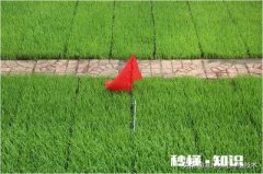 禾苗生长的规律是什么