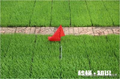 禾苗生长的规律是什么