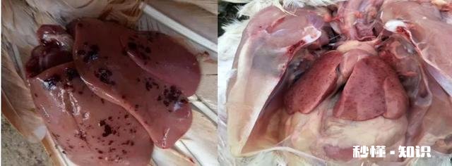 鸡的肝脏肿大,有白色颗粒,这是什么病