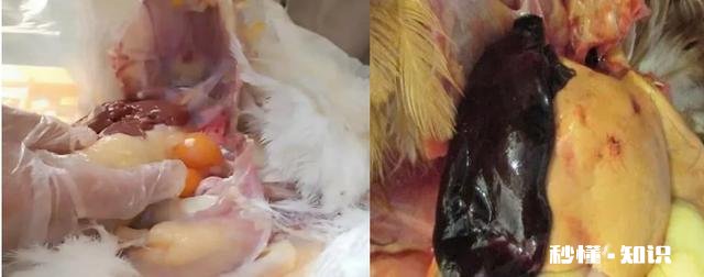 鸡的肝脏肿大,有白色颗粒,这是什么病