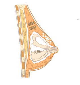 自体脂肪丰胸到底会不会影响以后母乳