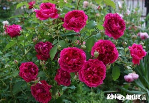 地栽月季在冬季需要浇水吗应该如何浇水