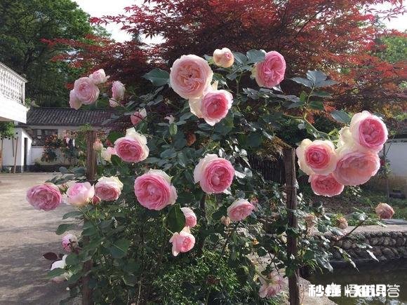 地栽月季在冬季需要浇水吗应该如何浇水