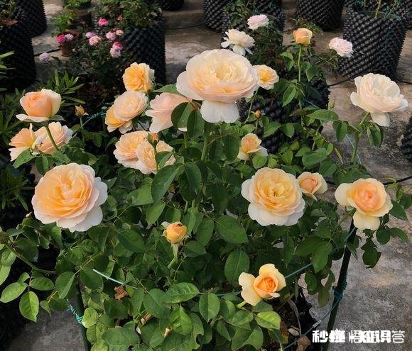 地栽月季在冬季需要浇水吗应该如何浇水