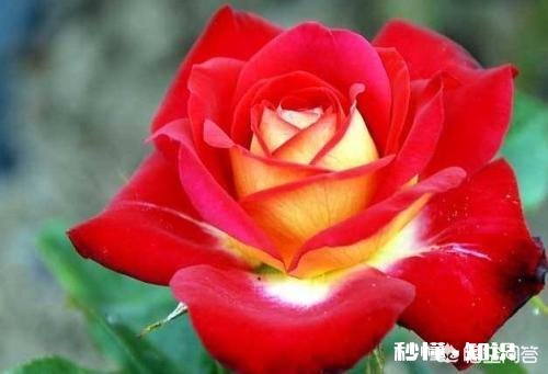 地栽月季在冬季需要浇水吗应该如何浇水