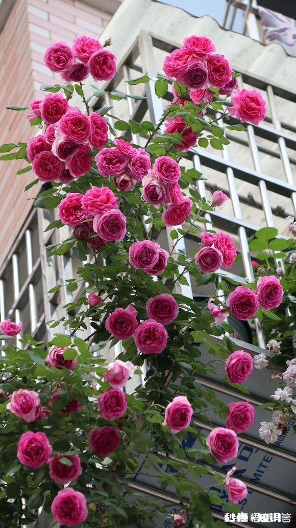 地栽月季在冬季需要浇水吗应该如何浇水