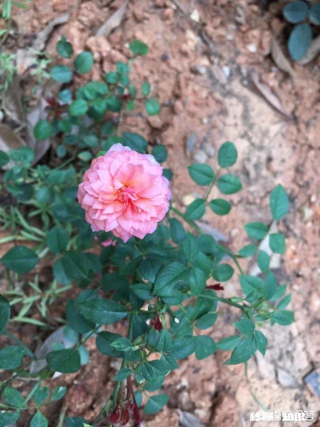 地栽月季在冬季需要浇水吗应该如何浇水